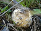 Amanita muscaria var. flavivolvata image