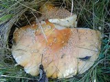 Amanita muscaria var. flavivolvata image