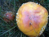 Amanita muscaria var. flavivolvata image