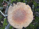 Amanita muscaria var. flavivolvata image