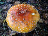 Amanita muscaria var. flavivolvata image