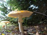 Amanita muscaria var. flavivolvata image
