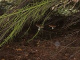 Amanita muscaria var. flavivolvata image