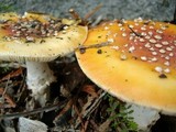 Amanita muscaria var. flavivolvata image