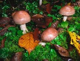 Cortinarius caninus image