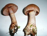 Cortinarius caninus image