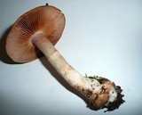 Cortinarius caninus image