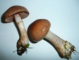 Cortinarius caninus image