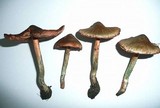 Inocybe haemacta image