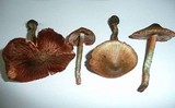 Inocybe haemacta image