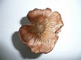Inocybe haemacta image
