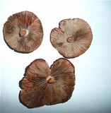 Inocybe haemacta image