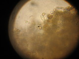 Inocybe corydalina image