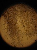 Inocybe corydalina image