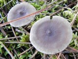 Cantharellula umbonata image