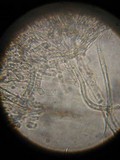 Inocybe corydalina image