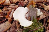 Pleurocybella porrigens image
