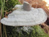 Trametes gibbosa image
