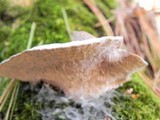 Trametes gibbosa image