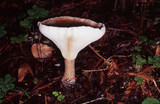 Ampulloclitocybe clavipes image