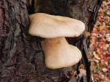 Hypsizygus ulmarius image