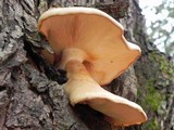 Hypsizygus ulmarius image