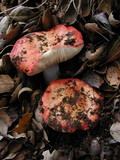 Russula maculata image