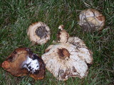 Paxillus involutus image