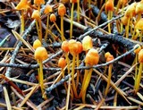 Mycena strobilinoidea image