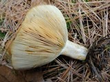 Lactarius chelidonium image