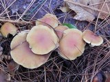 Hypholoma capnoides image