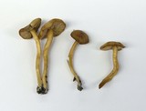 Rhodocybe nitellina image
