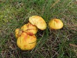 Suillus americanus image