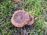 Cortinarius semisanguineus image