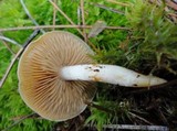 Cortinarius vibratilis image