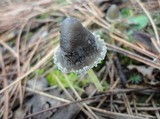Mycena griseoviridis image