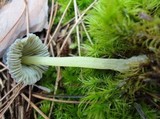 Mycena griseoviridis image