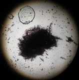 Punctularia atropurpurascens image