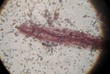 Punctularia atropurpurascens image