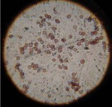 Punctularia atropurpurascens image