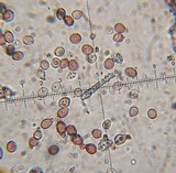 Punctularia atropurpurascens image