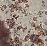 Punctularia atropurpurascens image
