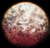 Punctularia atropurpurascens image