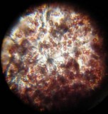 Punctularia atropurpurascens image