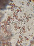 Punctularia atropurpurascens image