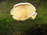 Tapinella panuoides image