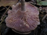 Lepista sordida image