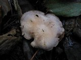 Lepista sordida image