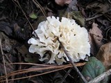 Hydnopolyporus fimbriatus image