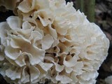 Hydnopolyporus fimbriatus image